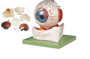 5X עין הגדלת מודל 8 חלקים עין אנטומיה מבנה מודל עם וריד ועצב